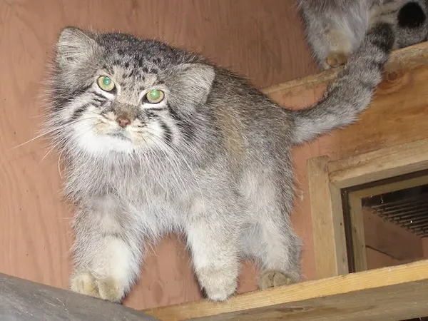 埼玉県こども動物自然公園のオスカーの写真