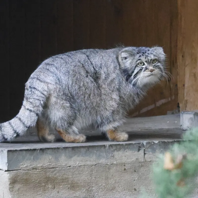 モスクワ動物園のティモフェイの写真