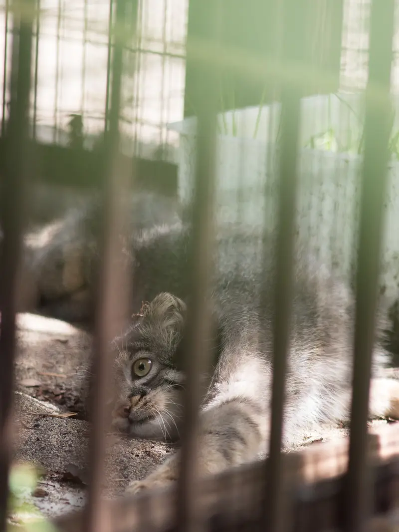 野毛山動物園のフィーガの写真