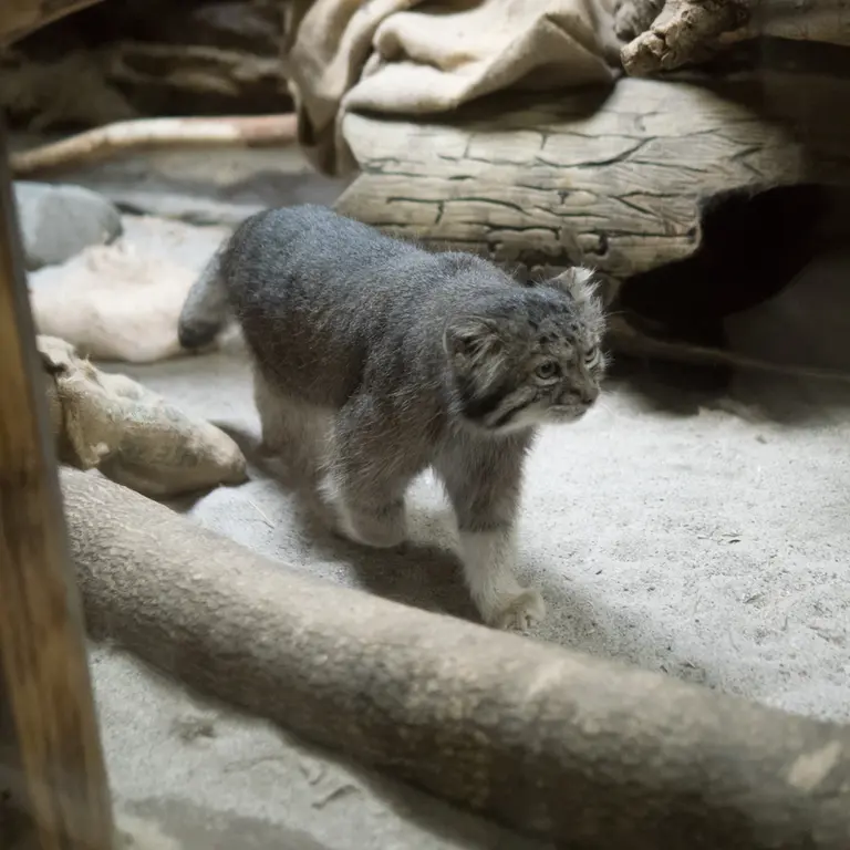 恩賜上野動物園のクリョンの写真