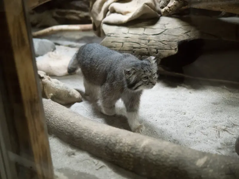 恩賜上野動物園のクリョンの写真