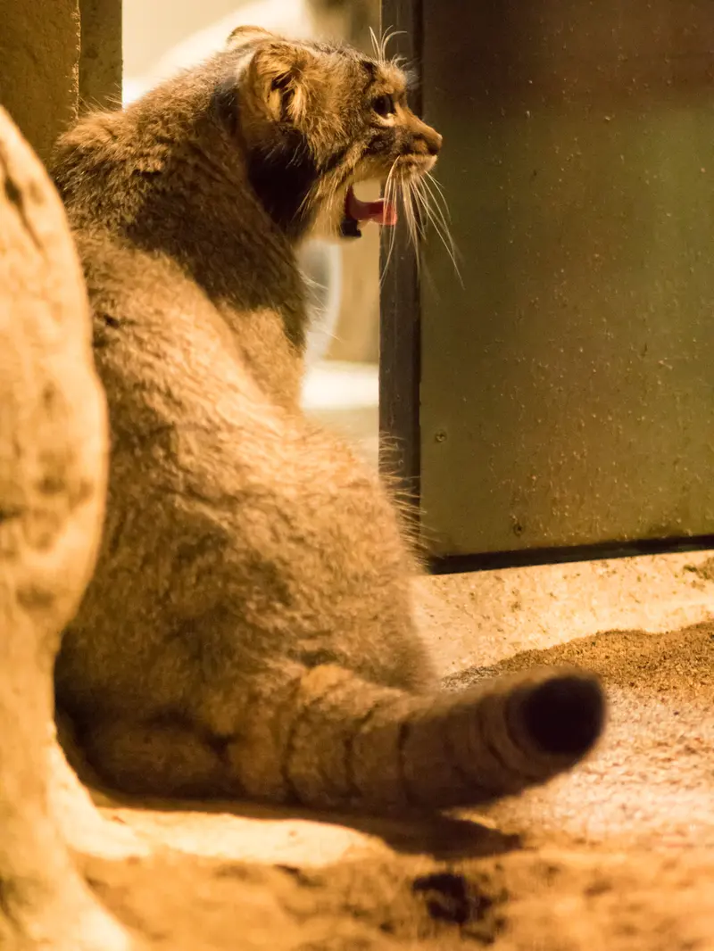 野毛山動物園のフィーガの写真