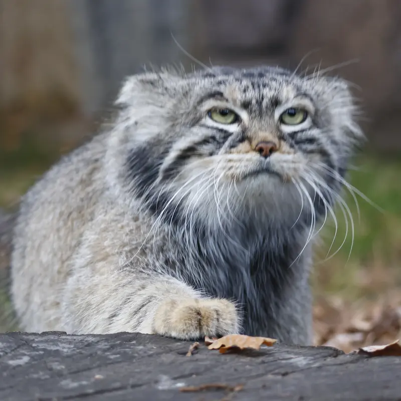 モスクワ動物園のティモフェイの写真
