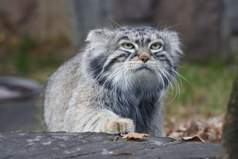 モスクワ動物園のティモフェイの写真