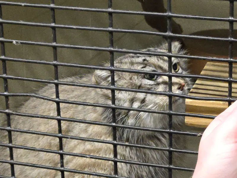 オグルベイ・グッド動物園のディーンの写真