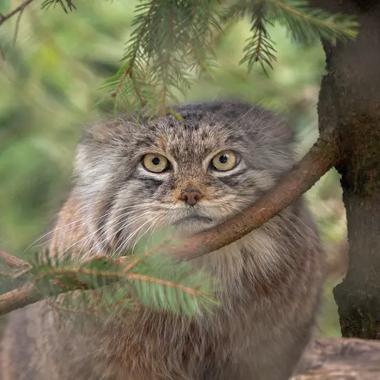 ヘラブルン動物園のプルシの写真