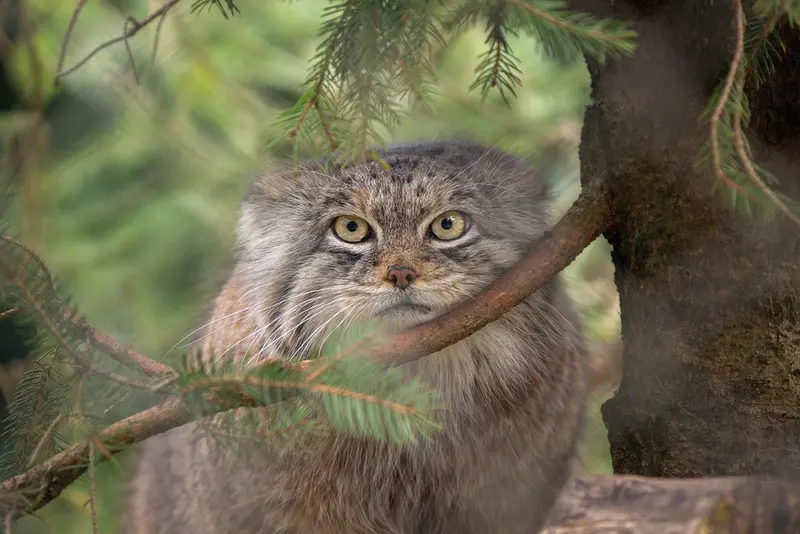 ヘラブルン動物園のプルシの写真