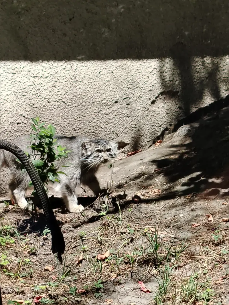 ブダペスト動物園・植物園のルーシーの写真