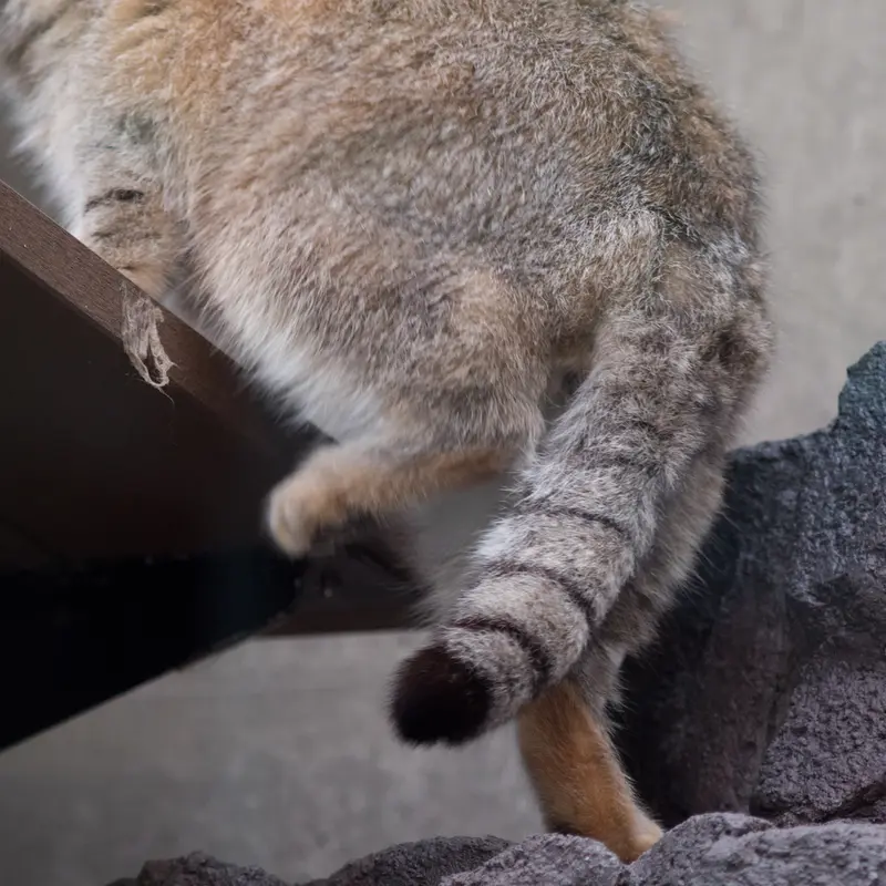 旭山動物園のグルーシャの写真