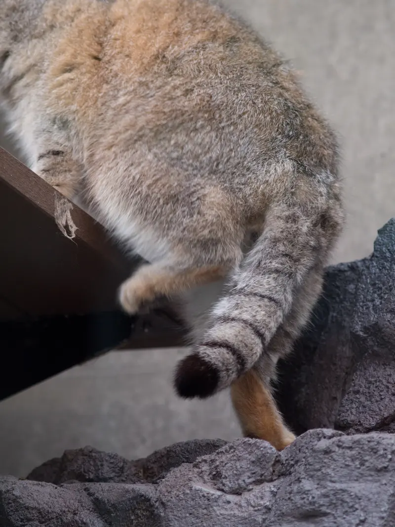 旭山動物園のグルーシャの写真