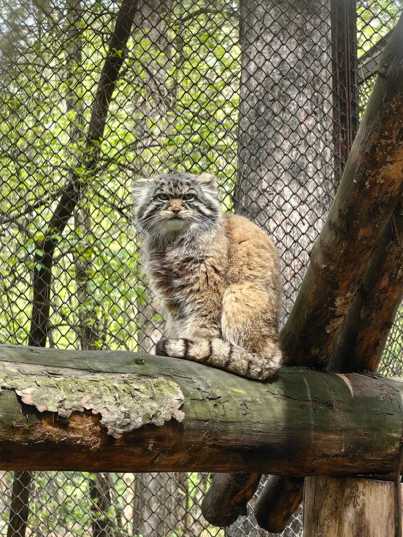 マヌルネコの写真