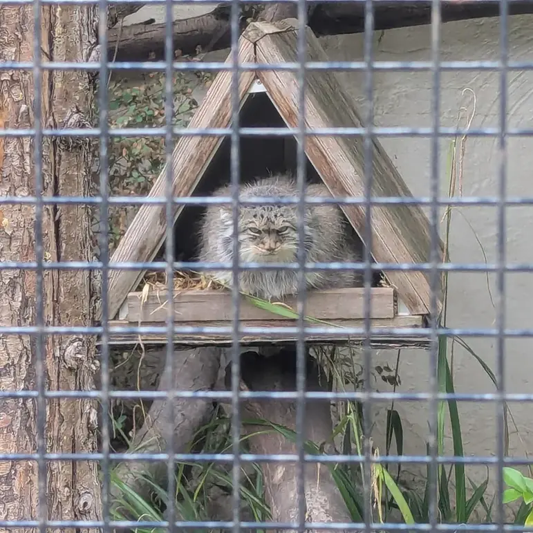 リール動物園のポンポネットの写真