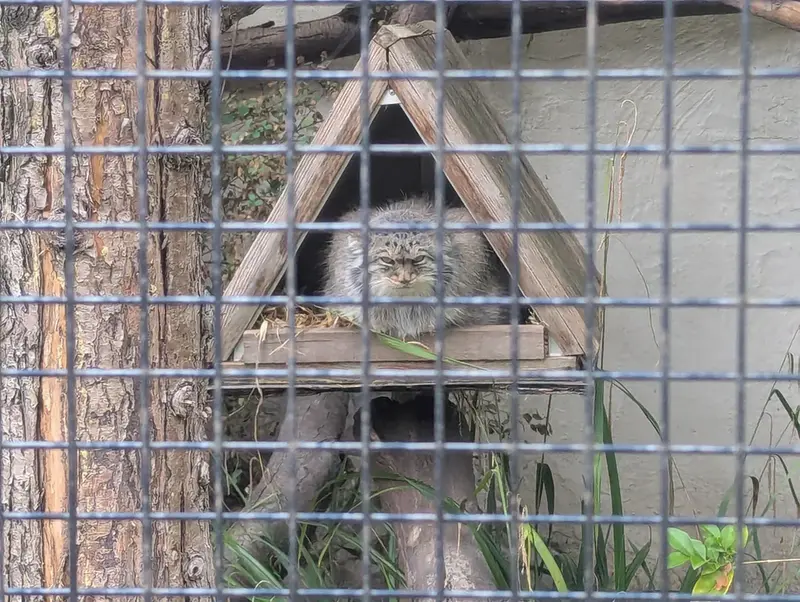 リール動物園のポンポネットの写真