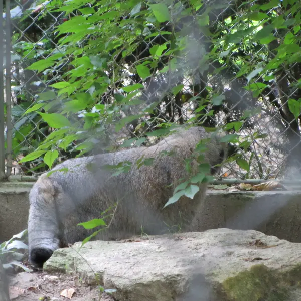ミュルーズ動物学・植物公園のウラルの写真
