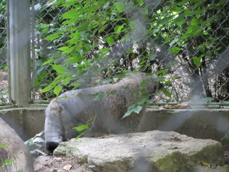 ミュルーズ動物学・植物公園のウラルの写真