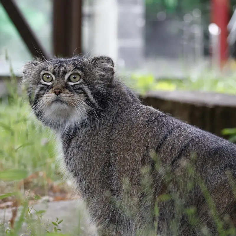 マヌルネコの写真