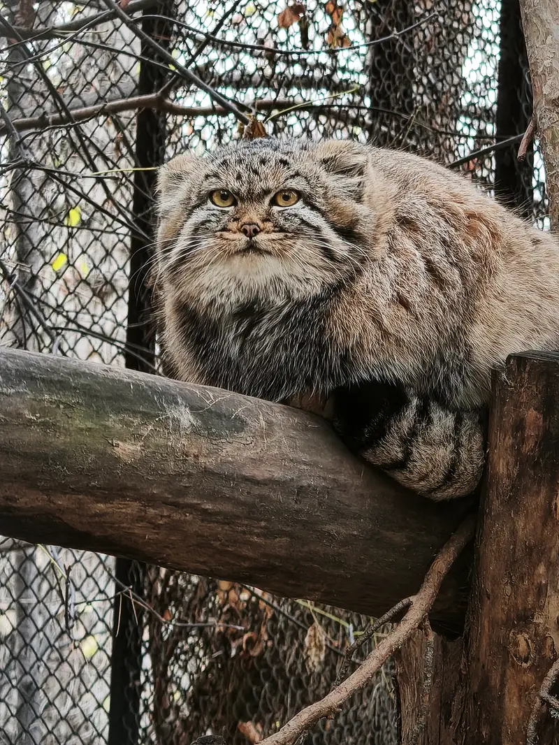 ノヴォシビルスク動物園のアデルの娘（2026年生まれ）Ⅱの写真