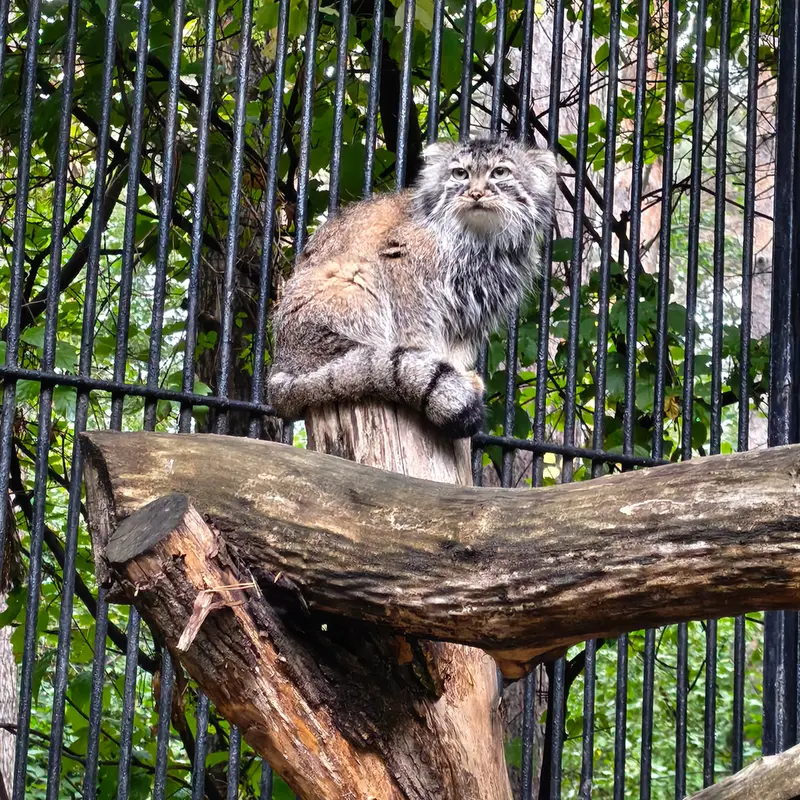 ノヴォシビルスク動物園のガビの写真