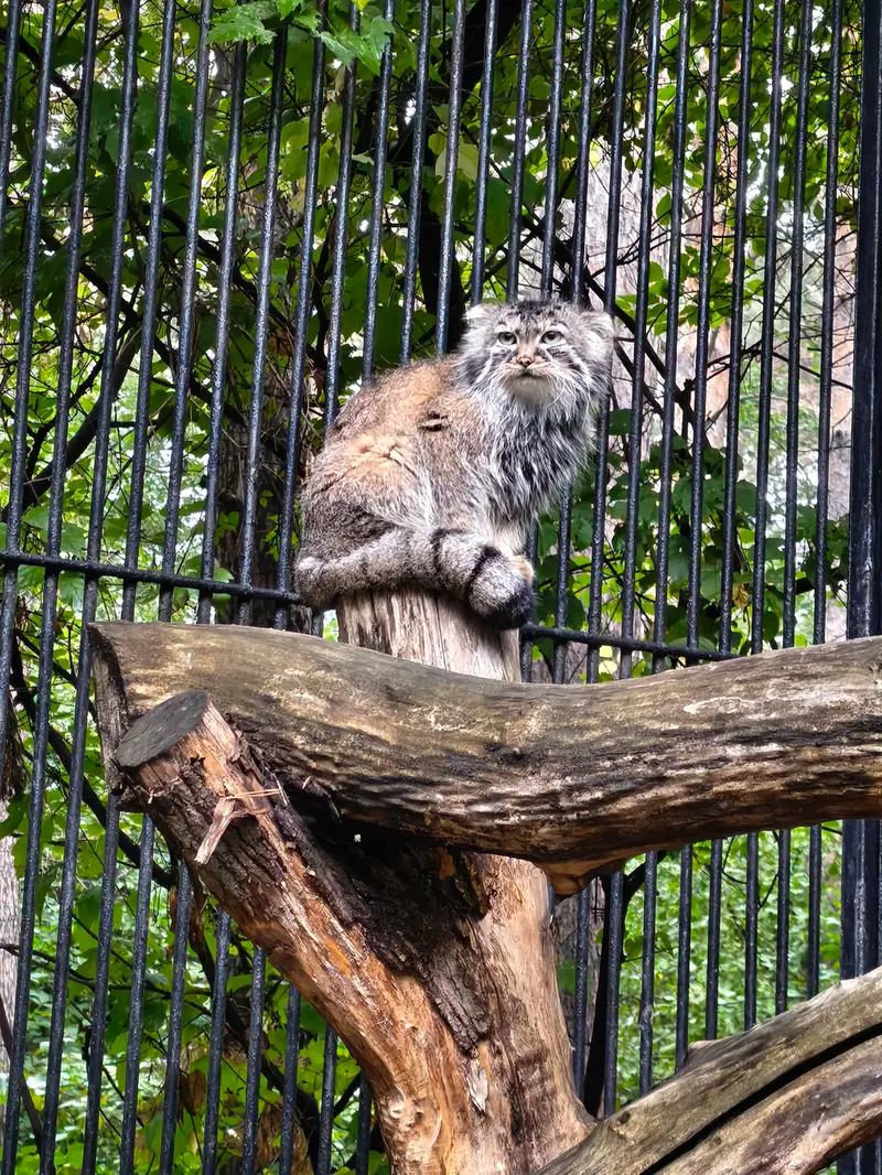 ノヴォシビルスク動物園のガビの写真