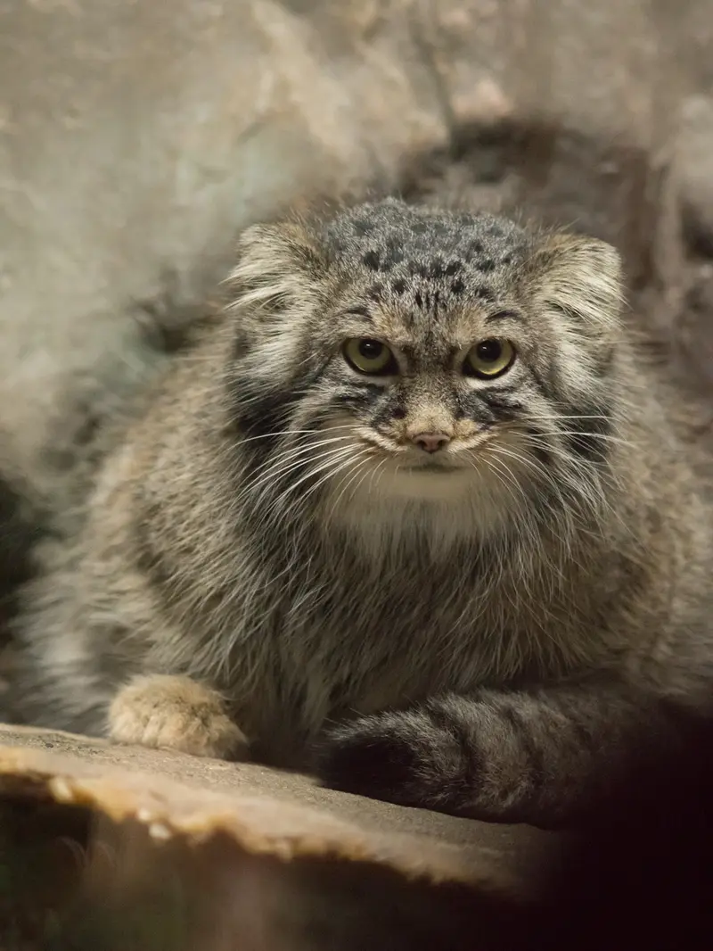 恩賜上野動物園のサフランの写真