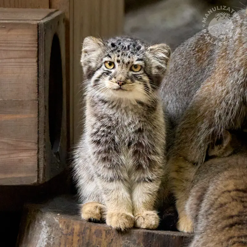 ノヴォシビルスク動物園のイヴの子(2026年生まれ)Ⅴの写真
