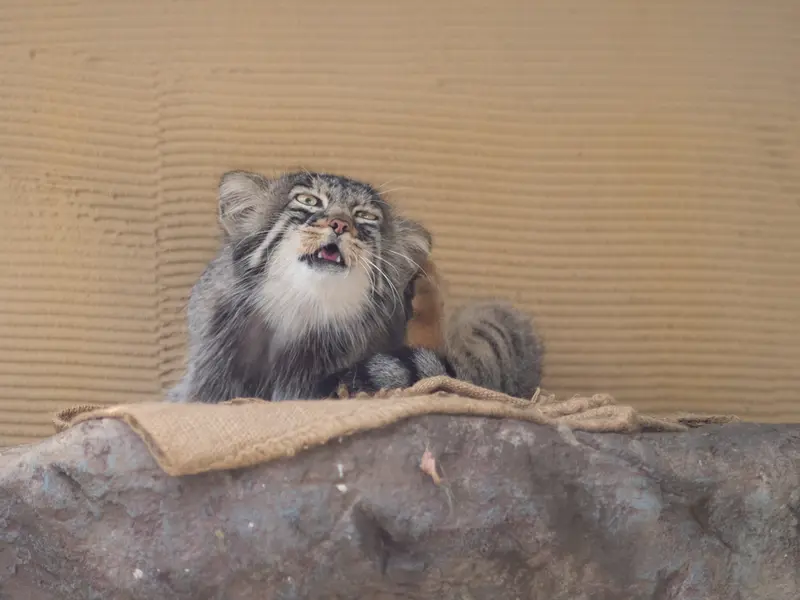 旭山動物園のヒデの写真