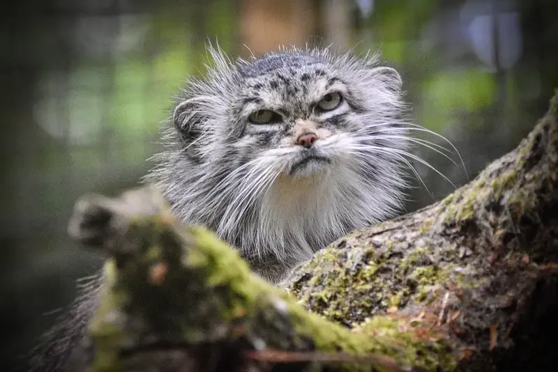 マヌルネコの写真
