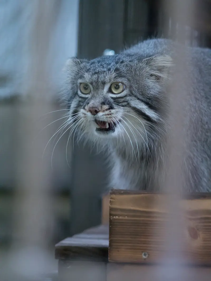野毛山動物園のフィーガの写真