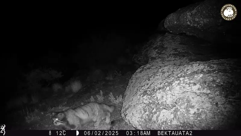 ベクタウアタ 2カメラトラップで撮影したOtocolobus manul manulの写真