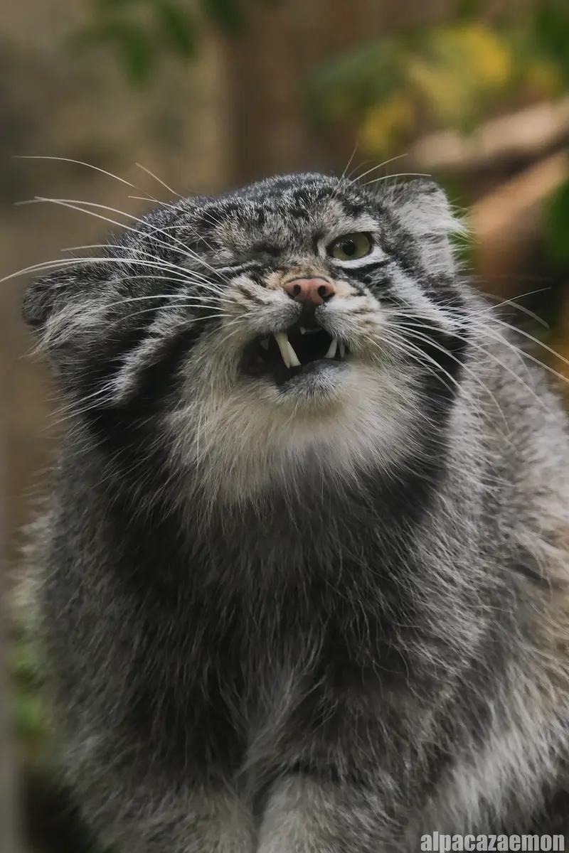 神戸どうぶつ王国のナルの写真