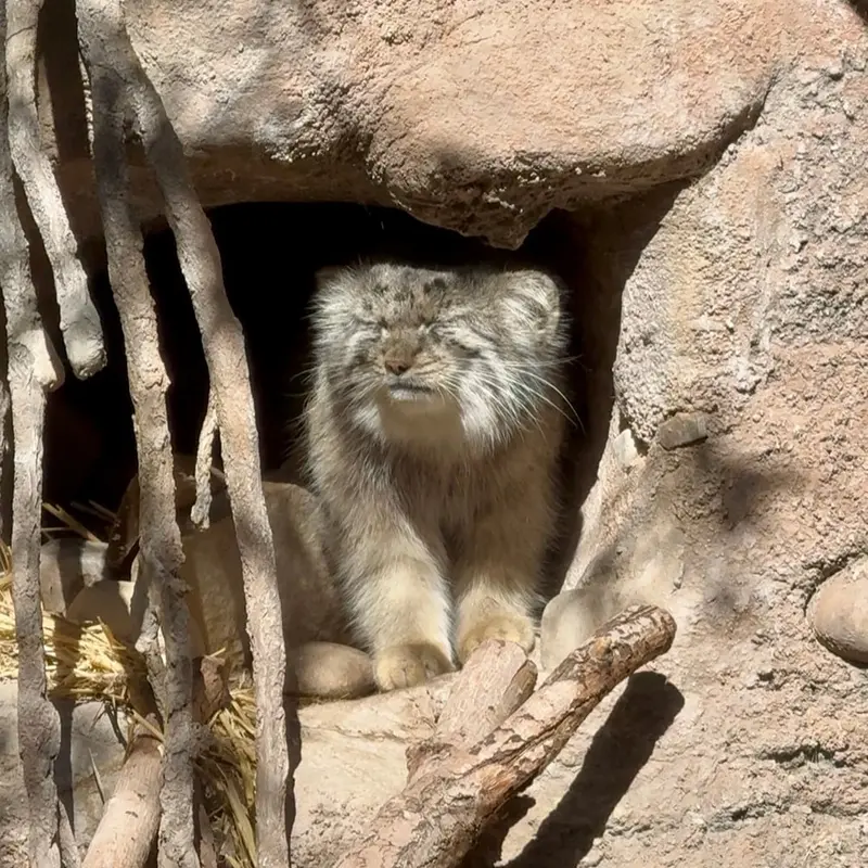 ユタズ・ホグル動物園のフィラリスの写真