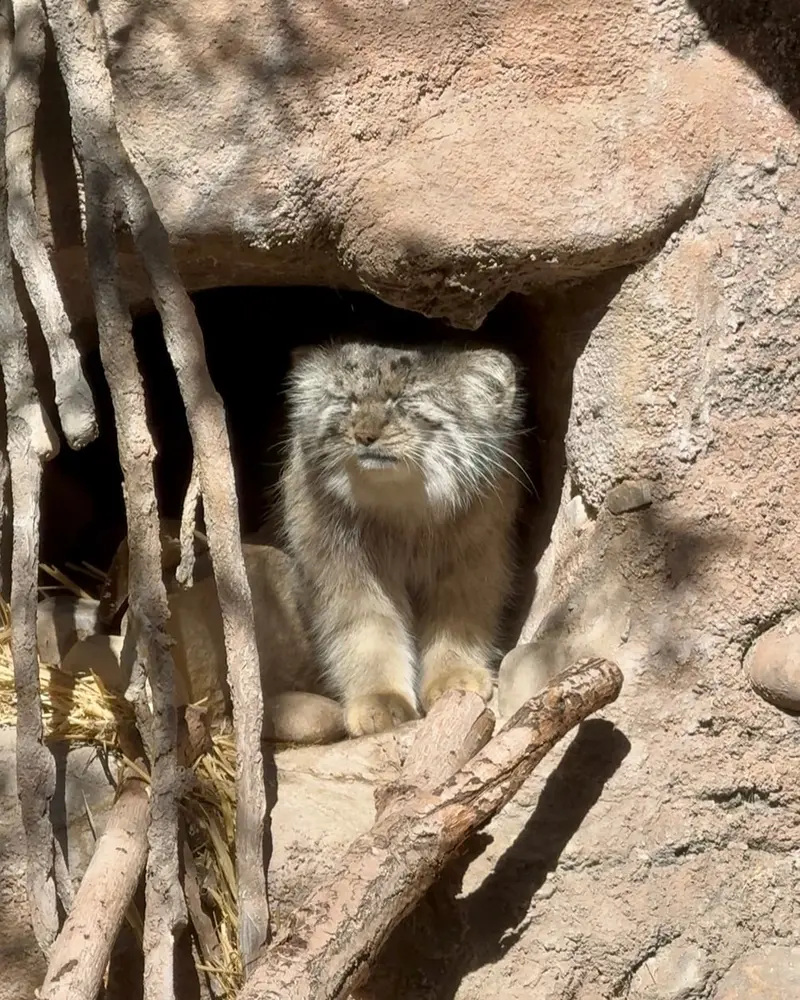 ユタ州ホグル動物園のフィラリスの写真