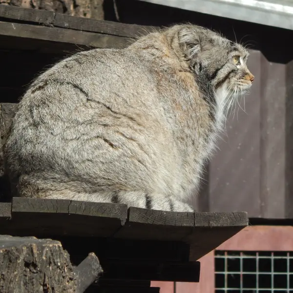 モスクワ動物園のティモフェイの写真