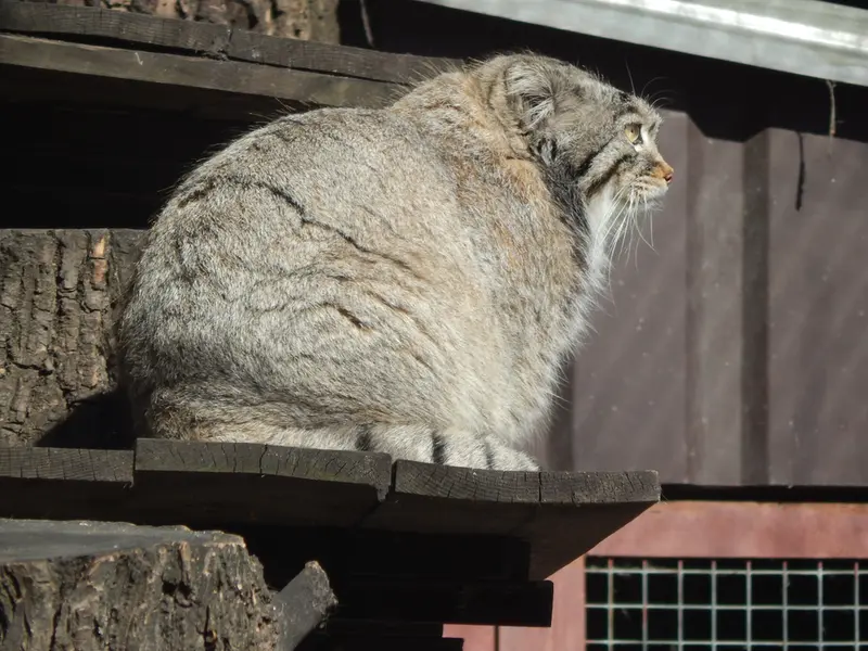モスクワ動物園のティモフェイの写真