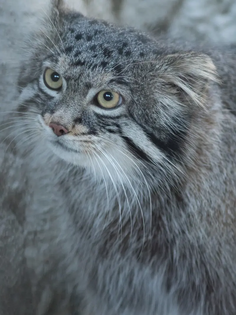 野毛山動物園のフィーガの写真