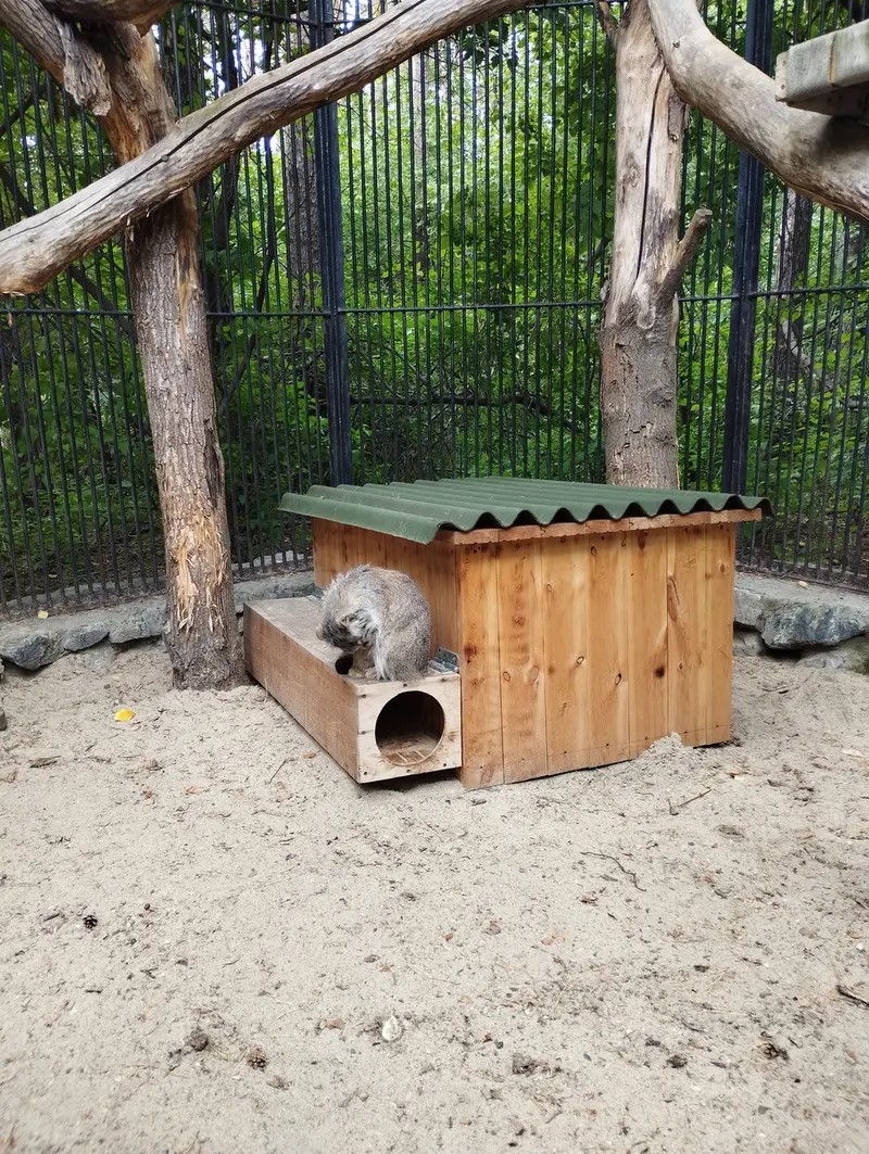 ノヴォシビルスク動物園のマヌルネコの写真