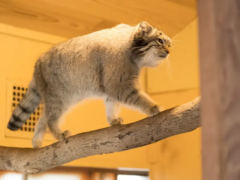 埼玉県こども動物自然公園のオトの写真