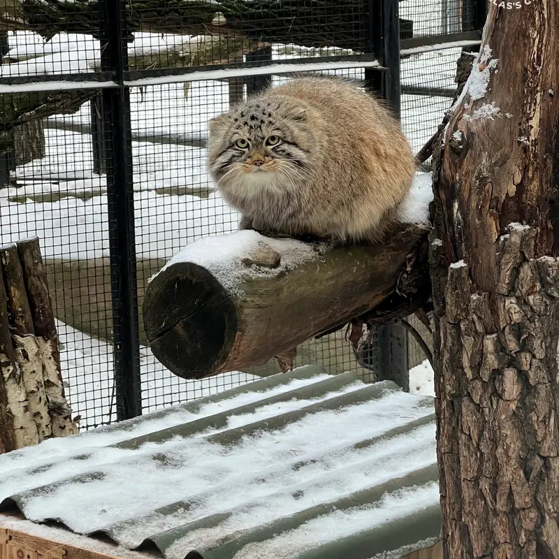 ノヴォシビルスク動物園のブルースの写真