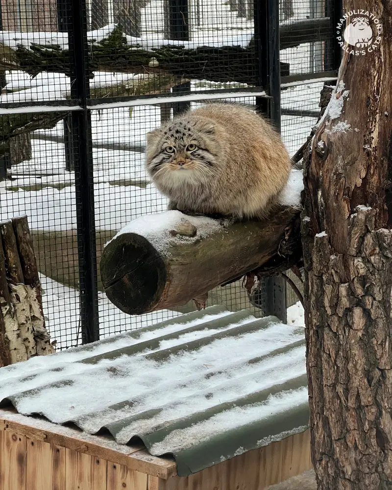 ノヴォシビルスク動物園のブルースの写真