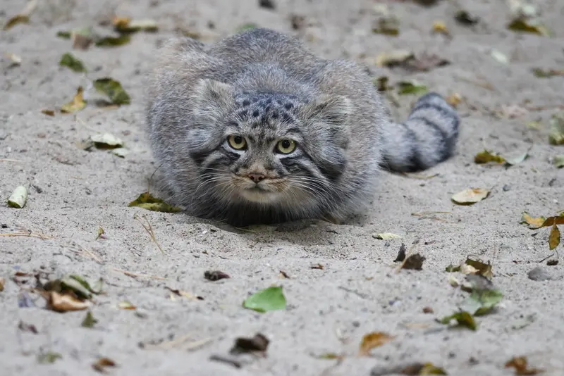 ノヴォシビルスク動物園のマヌルネコの写真