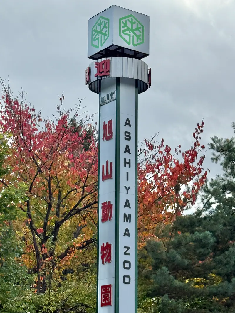 旭山動物園のマヌルネコの写真