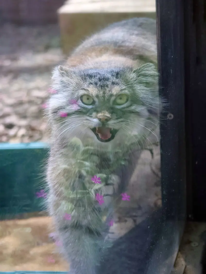 埼玉県こども動物自然公園のオリーヴァの写真