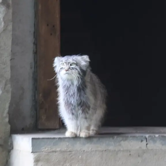 モスクワ動物園のマヌルネコの写真