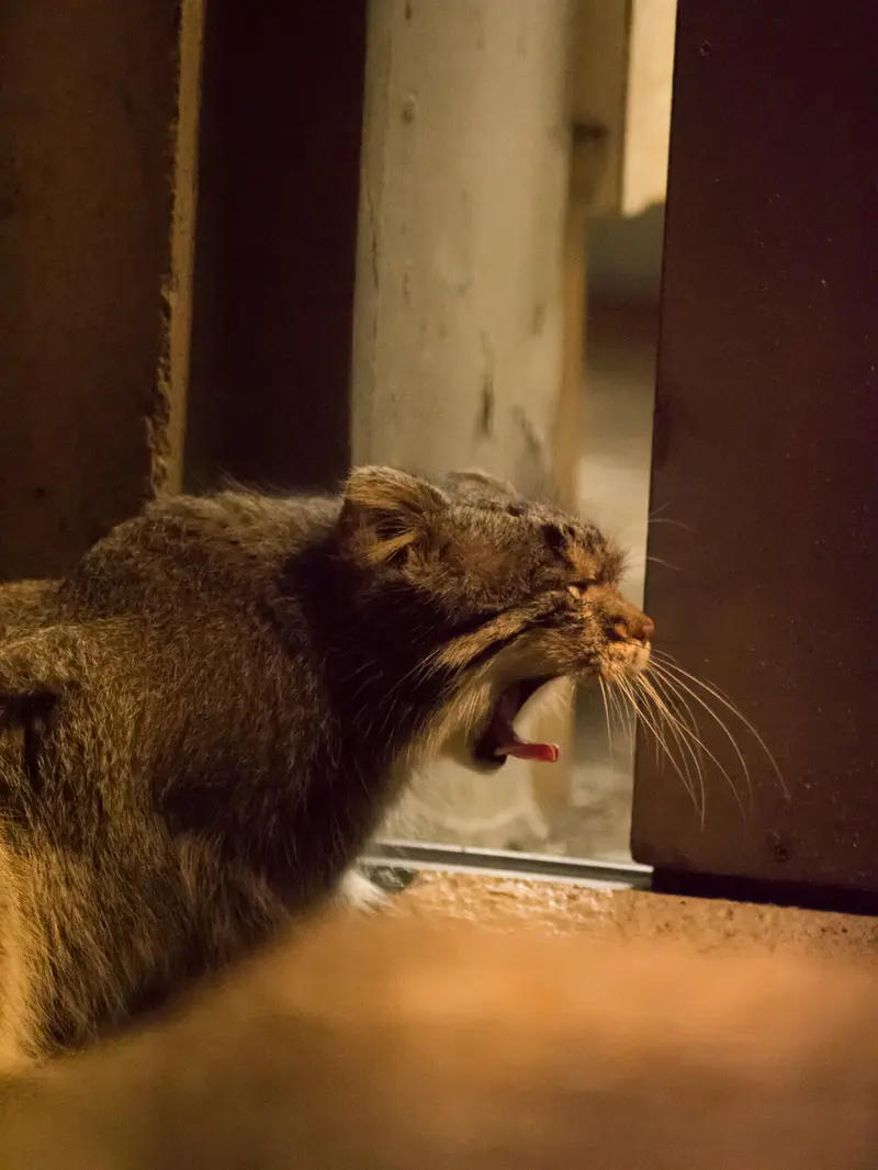 野毛山動物園のフィーガの写真