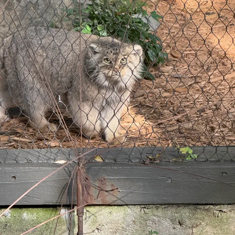 プロスペクト・パーク動物園のサルナイの写真
