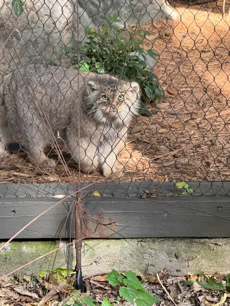 プロスペクト・パーク動物園のサルナイの写真