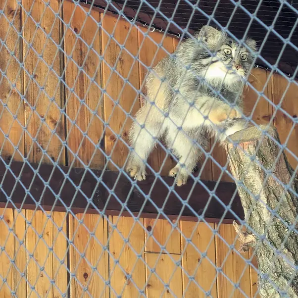 イフラヴァ動物園のマカルーの写真