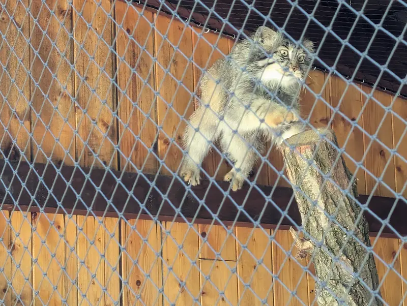 イフラヴァ動物園のマカルーの写真