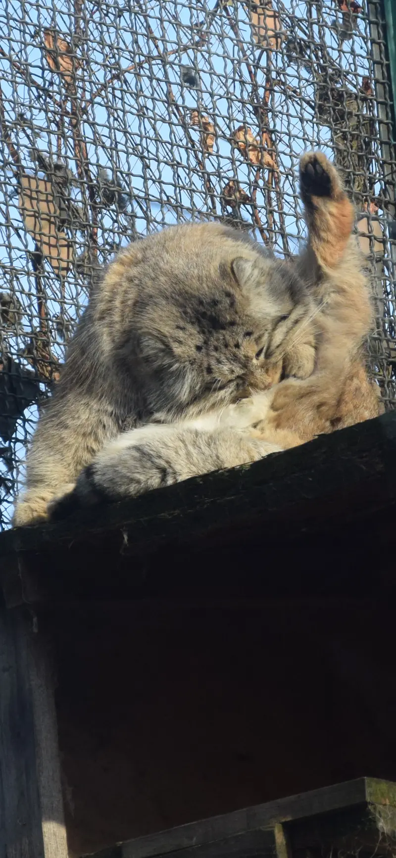 ブダペスト動物園・植物園のボフスの写真