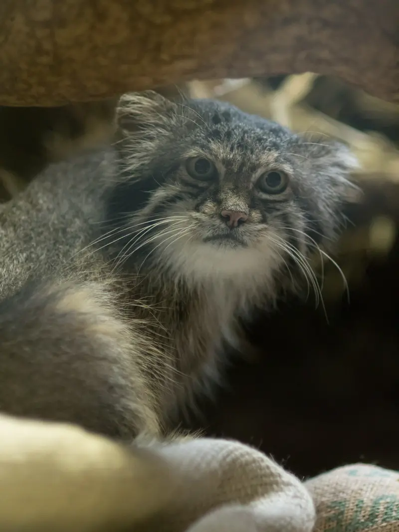 恩賜上野動物園のクリョンの写真